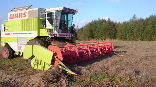 Harvesting yellow peas with Claas Commandor 116CS
