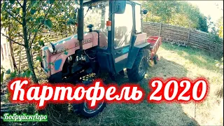 Копаем картофель 2020. МТЗ 320, однорядная картофелекопалка Wirax