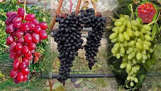@Классификация сортов винограда. Синонимы и зимостойкость. Вып.23