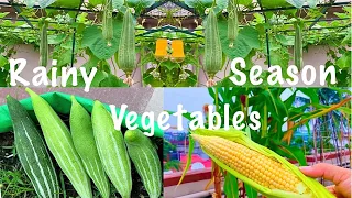 Top 10 Rainy Season Vegetable Seeds You Can Sow In The June Month // Monsoon Season Veggies