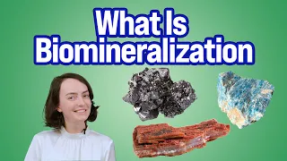 Building Bones | What Is Biomineralization?