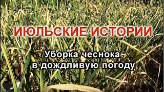 ИЮЛЬ. Уборка чеснока в дождливую погоду.