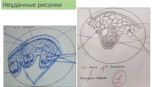 Разбор заданий ЗЭ 2019 - Анатомия растений -10 класс