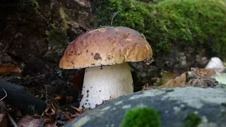 The silent beauty of porcini mushrooms - August 2023