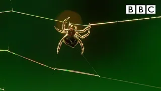 Amazing spider baffles scientists with huge web | The Hunt - BBC