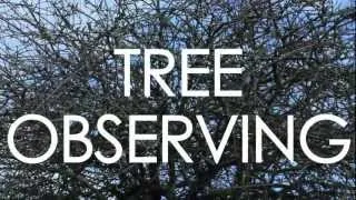 Tree Observing