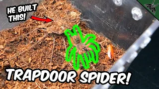 TRAPDOOR SPIDER Builds a Trapdoor + super slow mo feedings!