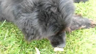 Newfoundland Dog Doing Tricks