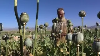 Afghans revel in bountiful opium harvest