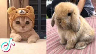 Cute TikTok Pets that Will Brighten Up Your Day 🥰