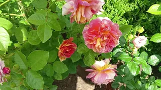 Начало цветения роз в саду у Людмилы Барановой,добро пожаловать )).