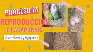 Agapornis 🦜💕/Procesó y reproducción de Agapornis/ Agapornis Rosicolli