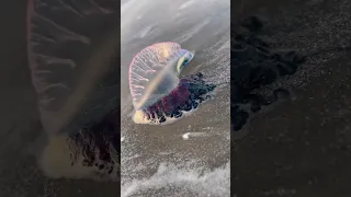 TOXIC AF! Avoid this sea creature at ALL COSTS (Portuguese Man-O-War)