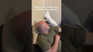 Buster the cockatoo rant (plz. Subtitle in the comments)