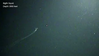 Nightmare Magnapinna Filmed at 8000 Feet Deep