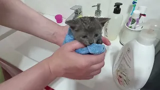 British kitten 😸🐾|his first bath 🛁🚿|he enjoys it @stelaandthecats