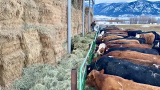 How We Feed Cows Without Using a Tractor or Horses