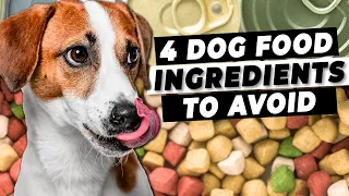 The 4 Dog Food Ingredients To Avoid | Ask a Vet