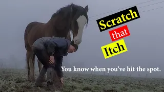Scratch that Itch | Draft Horse Feather Mites | Jodie has Mites | Mutual Grooming with my horse