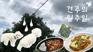 견주의 일주일 #9) 장마기간 브이로그란💦(두찜, 라구소스, 두부면, 컴활2급)