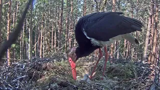 Must toonekurg~Welcome to the world little storklet #2🐥🐥~5:44 PM 2021/05/28