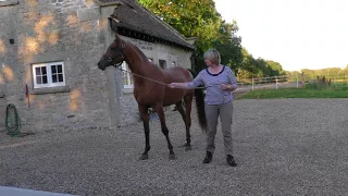 Arab Three year Old Stallion Arrives At His New Home In Yorkshire September 2017