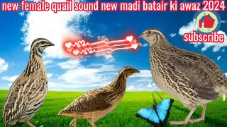 new female quail sound madi batair ki kirik 2024