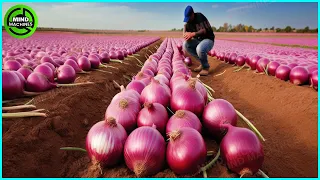 The Most Modern Agriculture Machines That Are At Another Level , How To Harvest Onions In Farm ▶8