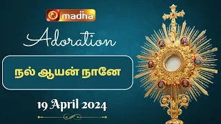 🔴 LIVE 19 April 2024  Adoration 11:00 AM | Madha TV