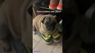 МОПС И КРОССОВКИ 😂 / Приколы с котами и собаками 2021.