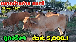 ถูกจริงๆ..!ตลาดนัดบ้านค่าย สมศรี  27 พ.ค.67 เริ่มต้น ตัวล่ะ 5,000 รีบมาเลือกชมได้เลย...