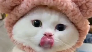 BEST FUNNY CATS COMPILATION 2022😂|  Cute and Funny Cat Videos to Keep You Smiling!😻