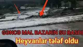 SON DƏQIQƏ XƏBƏRLƏRI - Gəncə mal bazarı sel basdı, heyvanlar tələf oldu.