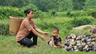 Single Mother harvests field snails to sell to earn money to support her daughter | Duyên Single Mom