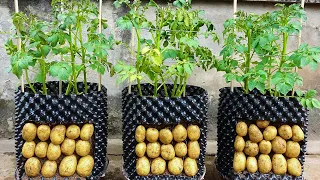 Grow potatoes on the terrace - Tubers will be large and abundant using fertilizer from bananas