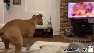 Собакен реагирует на смерть Муфасы