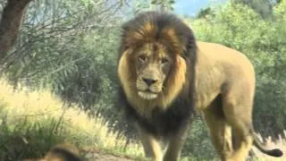 Lions at San Diego Zoo Safari Park