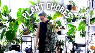 plant chores 💚 new leaves, watering plants, moss pole care, propagations, repot with me