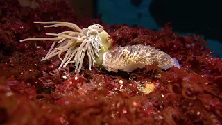 Nudibranch feeding and breeding in a cold water aquarium - Aeolidia papillosa