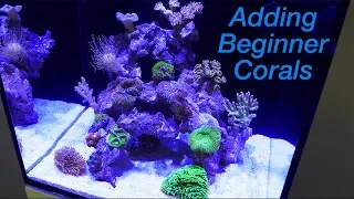 How to Setup a Reef Tank - Part 4: Hardy Beginner Corals and where to Place Them