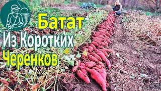 🍠 Growing Sweet Potatoes from Short Cuttings Planted on Clay 🌱 According to Gordeev’s Technology