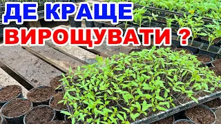 Розсада помідорів , що краще ? Пікірування чи перевалка ?