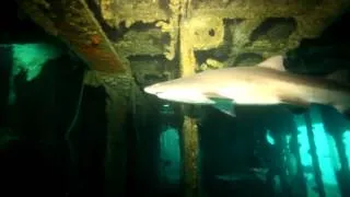 Sand Tiger Shark Dive - Aeolus Shipwreck, North Carolina SCUBA