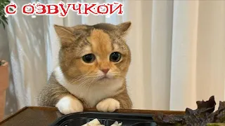 ПРИКОЛЫ С КОТАМИ! с озвучкой! Смешное видео с котами! Самые смешные животные! Я РЖАЛ ЦЕЛЫЙ ЧАС!