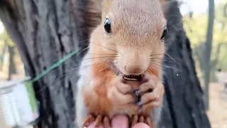 Забежал бельчонок поесть кедровых орешков, но его прогнали / Squirrel eats cedar nuts