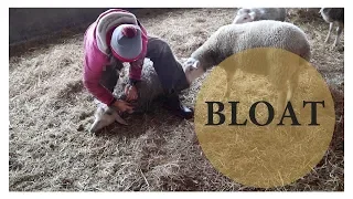 Dealing with Grain Overload in Lambs (BLOATED!):  Vlog 108