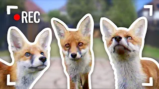 I Filmed Baby Foxes With Hidden Cameras