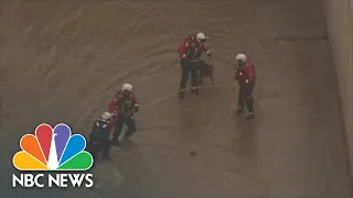 Watch: Dog Rescued From Flooded L.A. River