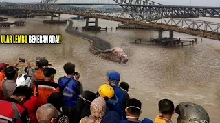 Bukti Nyata Ular Lembu Mahakam Masih Hidup ❗ Menarik Rumah Hingga Ambruk ❗