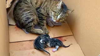 Cat giving birth | The first steps of newborn kittens | Mom cat warms kittens - Part 3